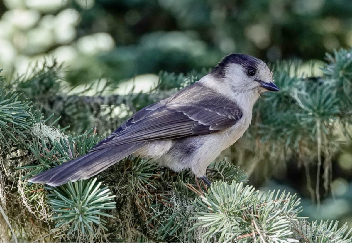 Canada Jay - ML626220321