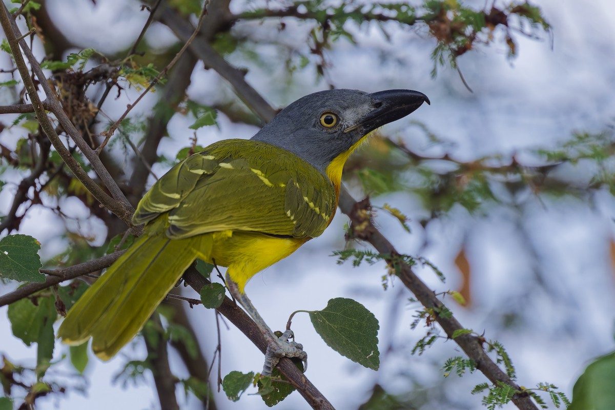 Gray-headed Bushshrike - ML626220337