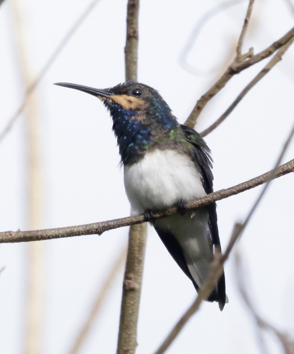 White-necked Jacobin - ML626220350