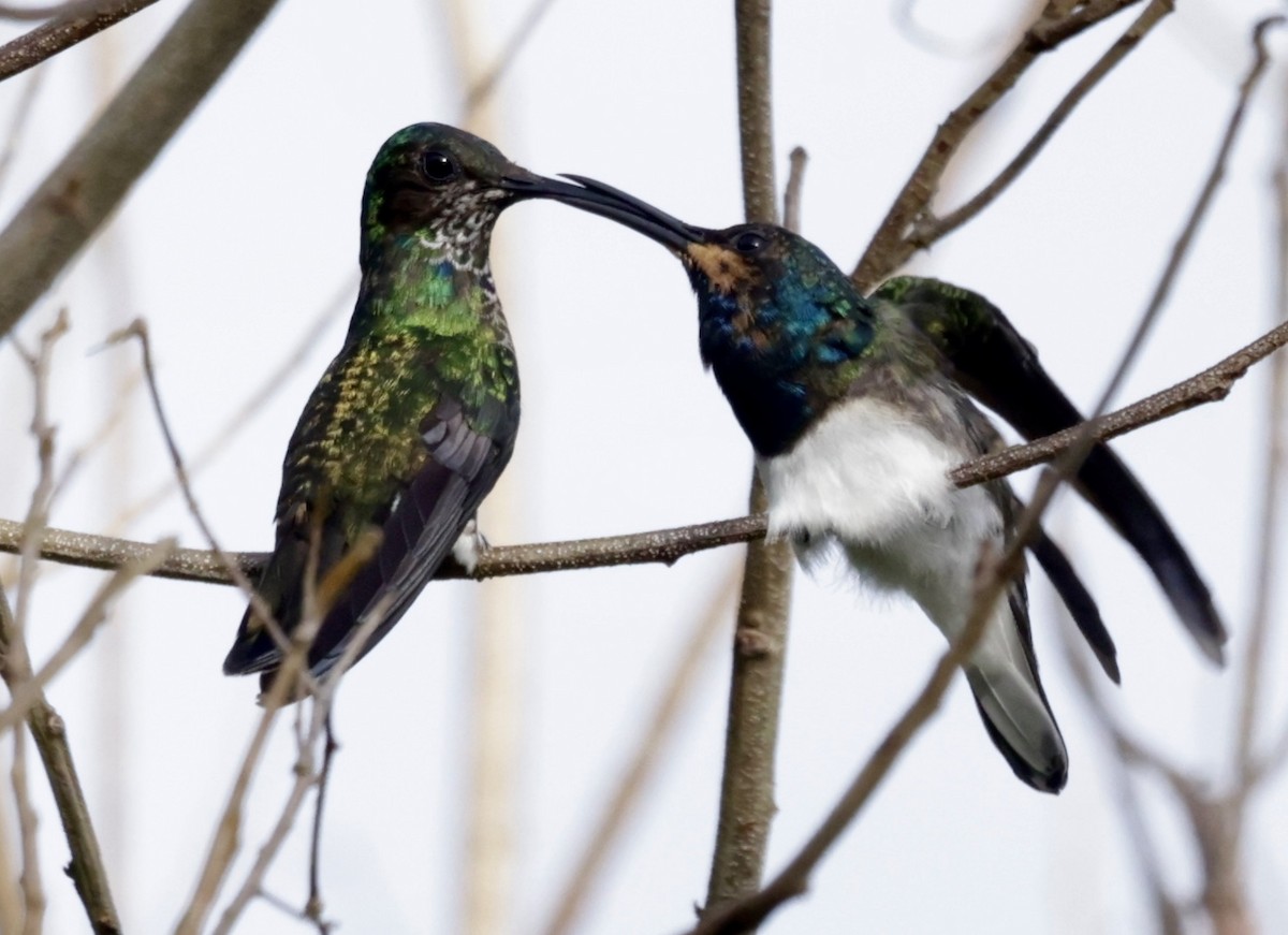 White-necked Jacobin - ML626220365