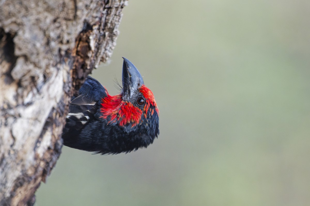 Black-billed Barbet - ML626220368