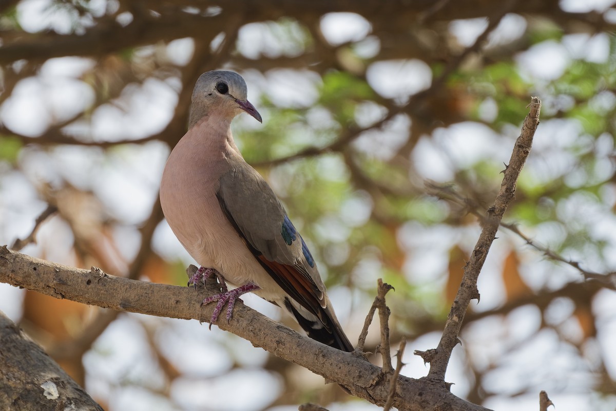 Emerald-spotted Wood-Dove - ML626220375