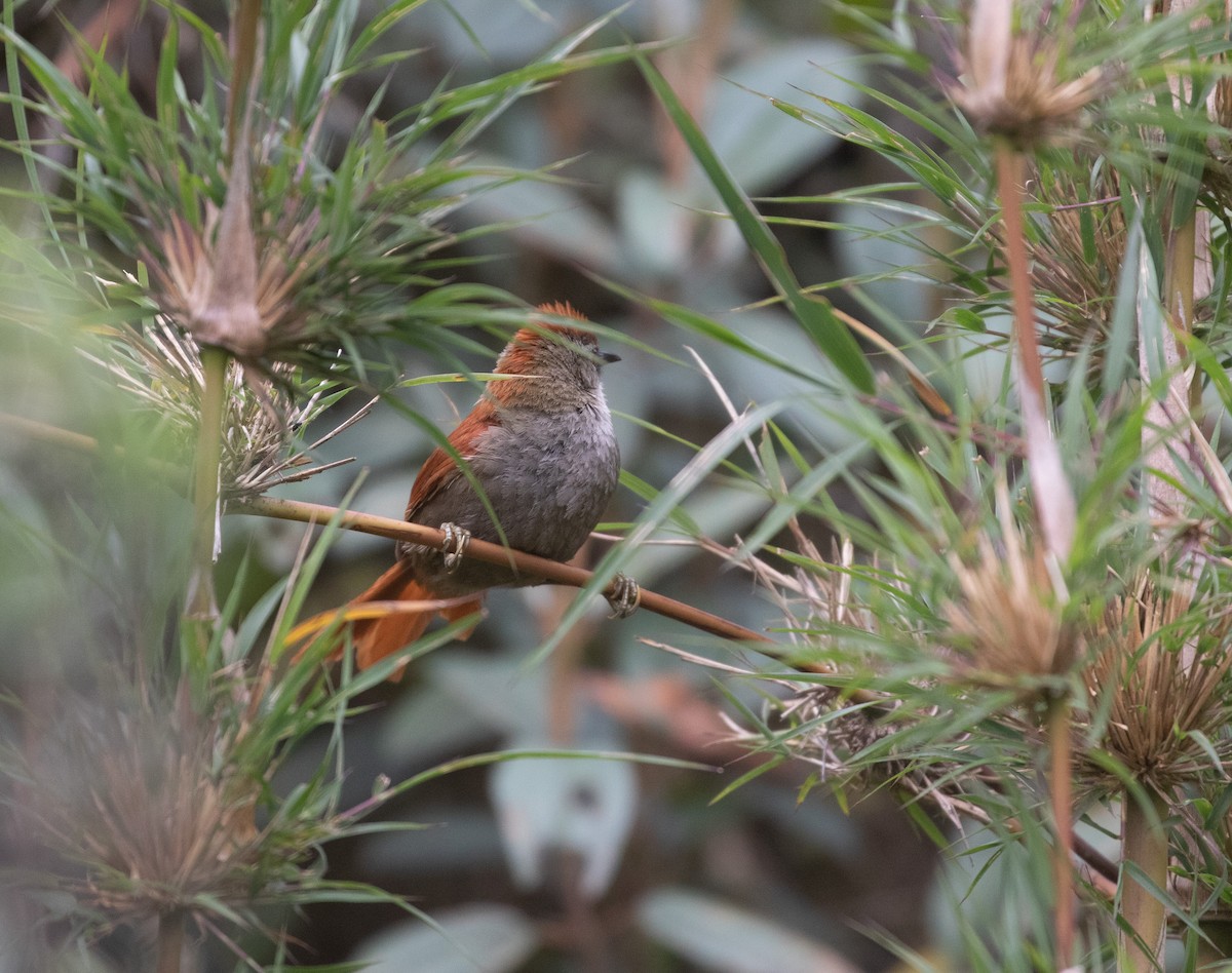 Marcapata Spinetail (Rufous-crowned) - ML626220412