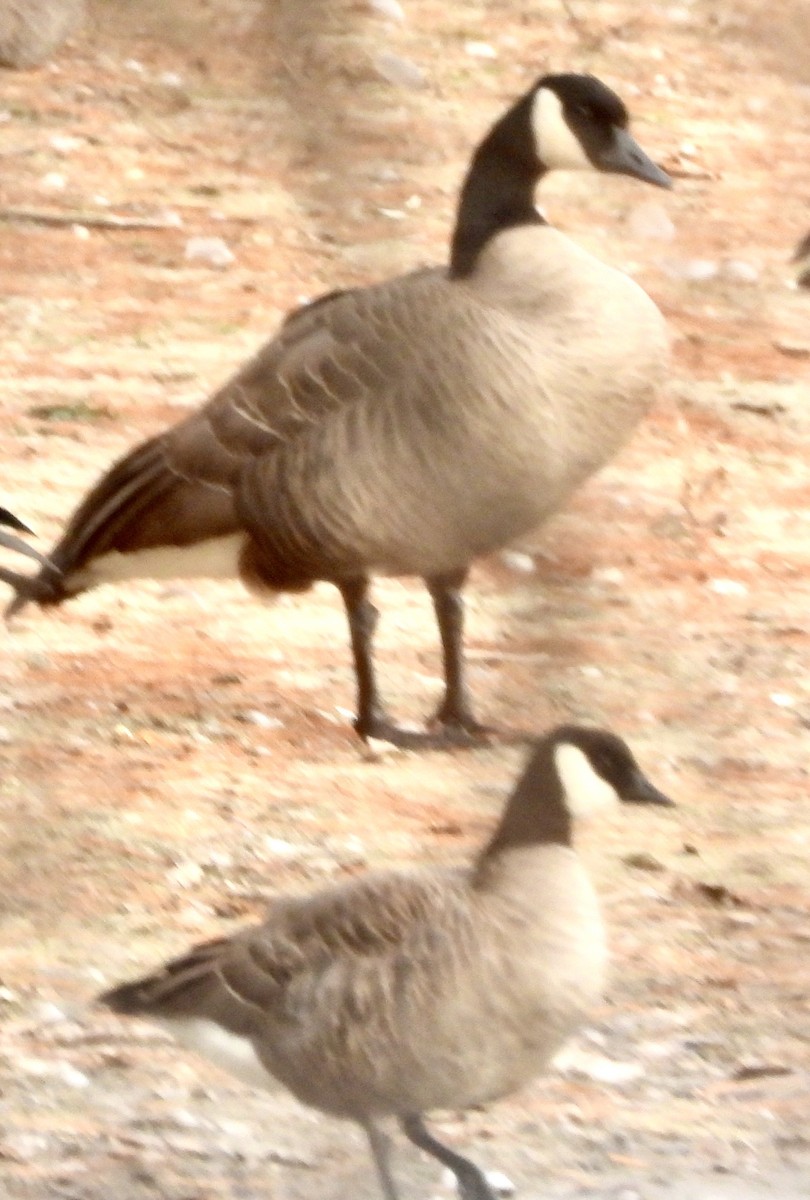 Cackling Goose - ML626220427