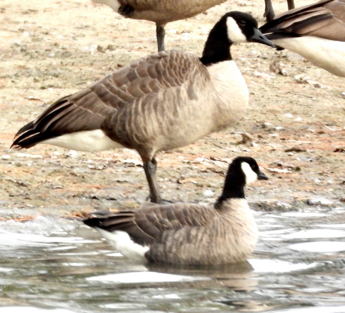 Cackling Goose - ML626220428