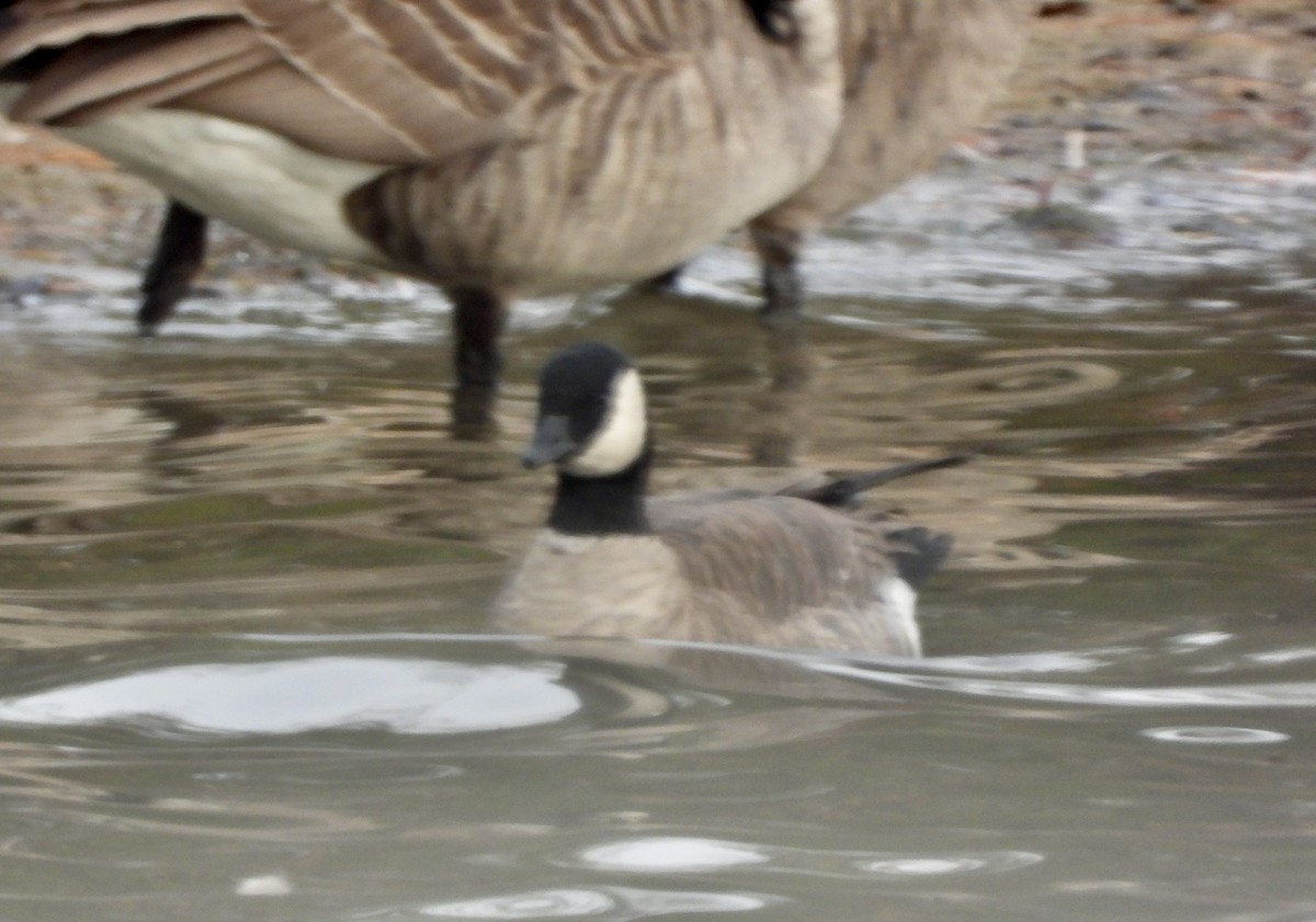 Cackling Goose - ML626220429