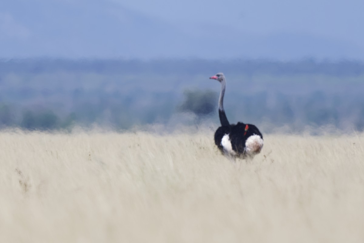 Somali Ostrich - ML626220431