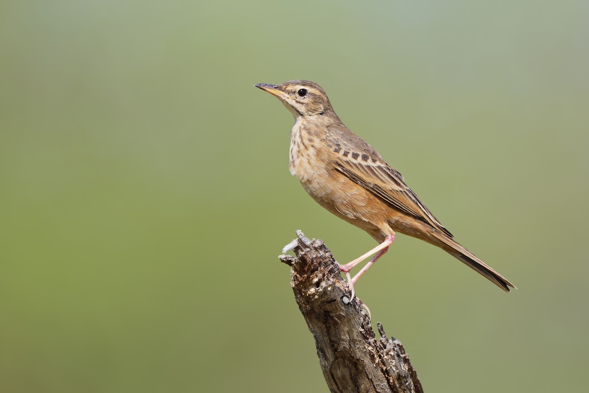 Long-billed Pipit (East African) - ML626220447