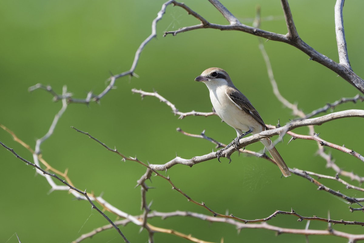 Red-tailed Shrike - ML626220451