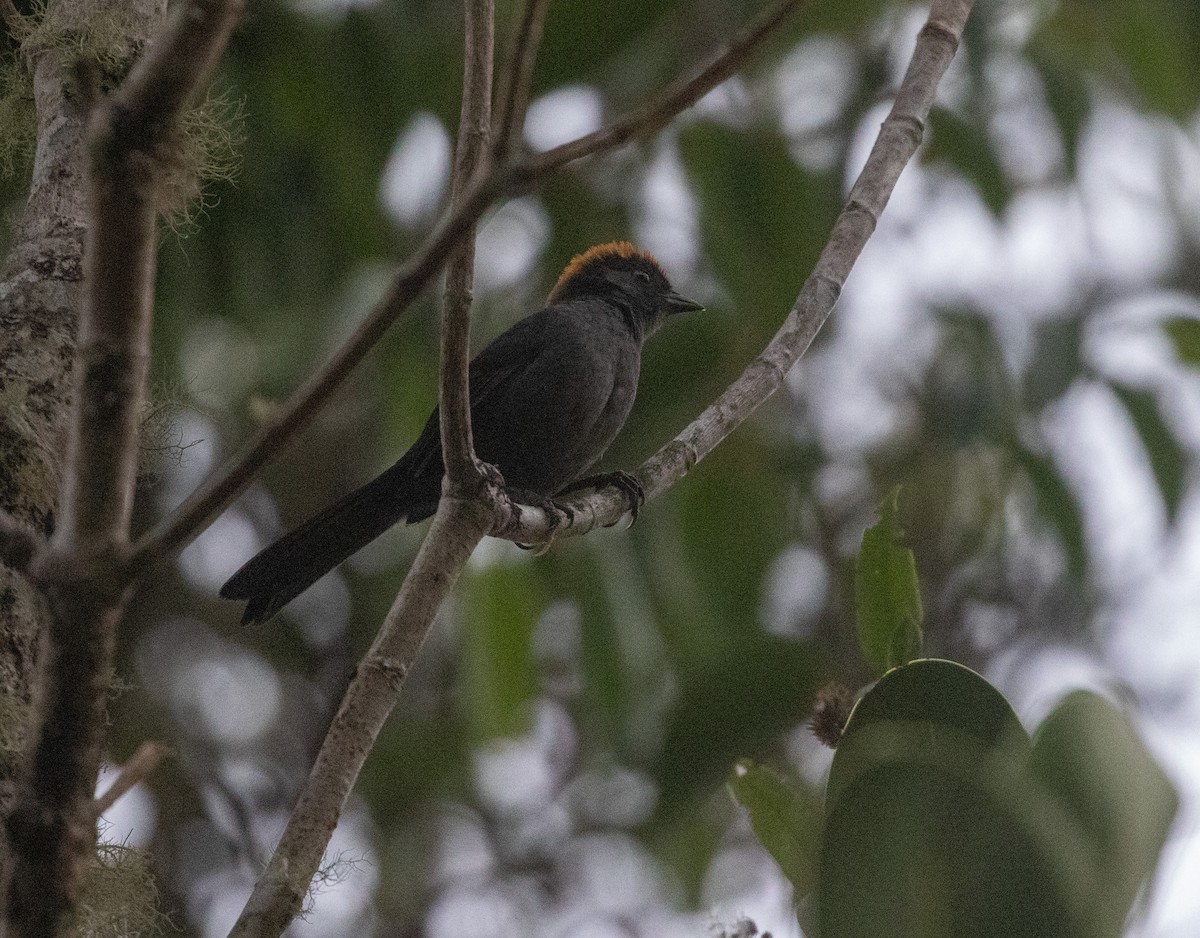 Cuzco Brushfinch - ML626220459