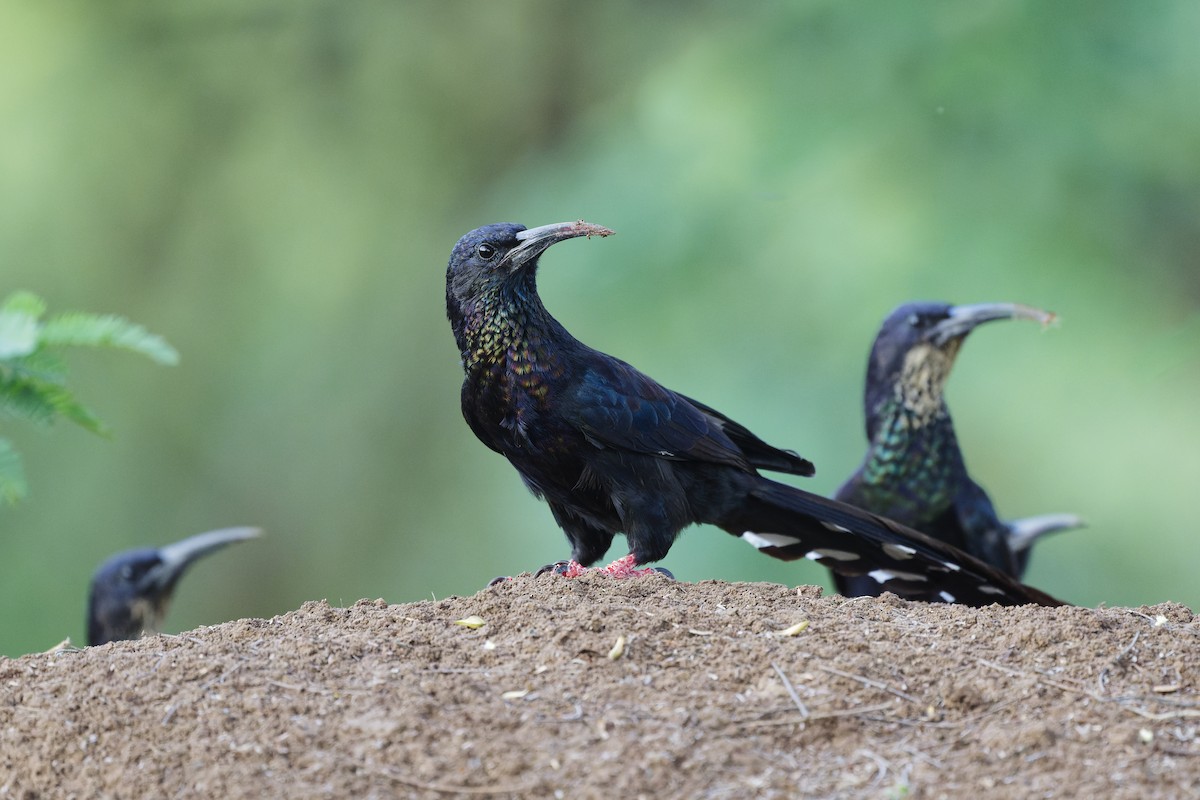 Black-billed Woodhoopoe - ML626220460