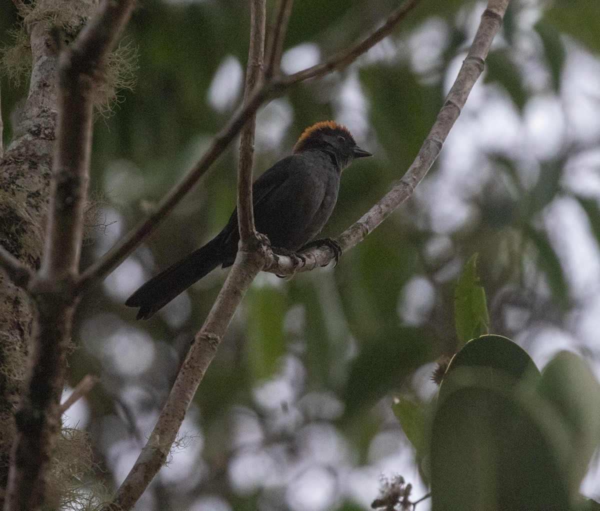 Cuzco Brushfinch - ML626220464