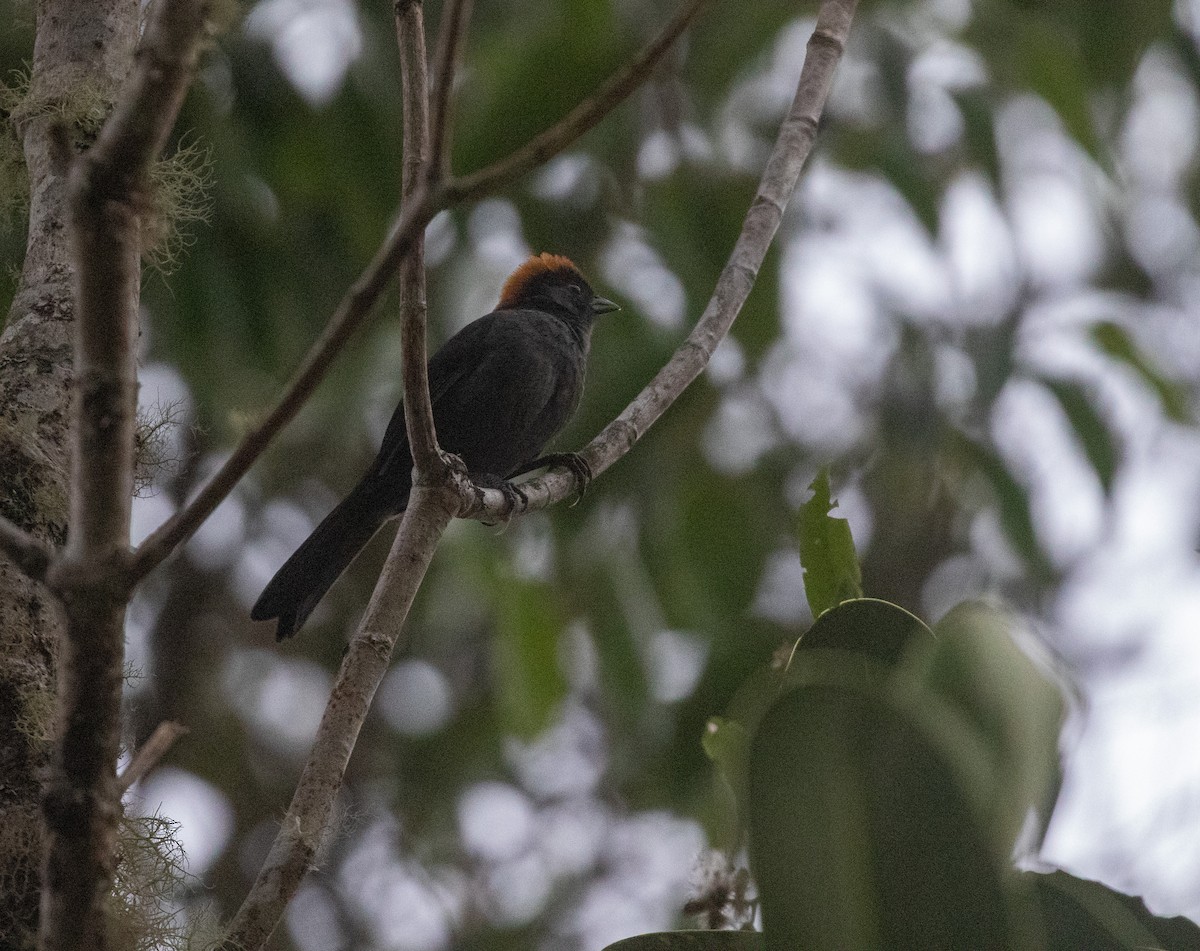 Cuzco Brushfinch - ML626220473