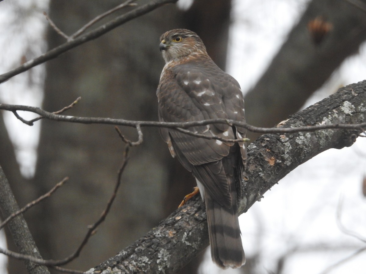 Sharp-shinned Hawk - ML626220477