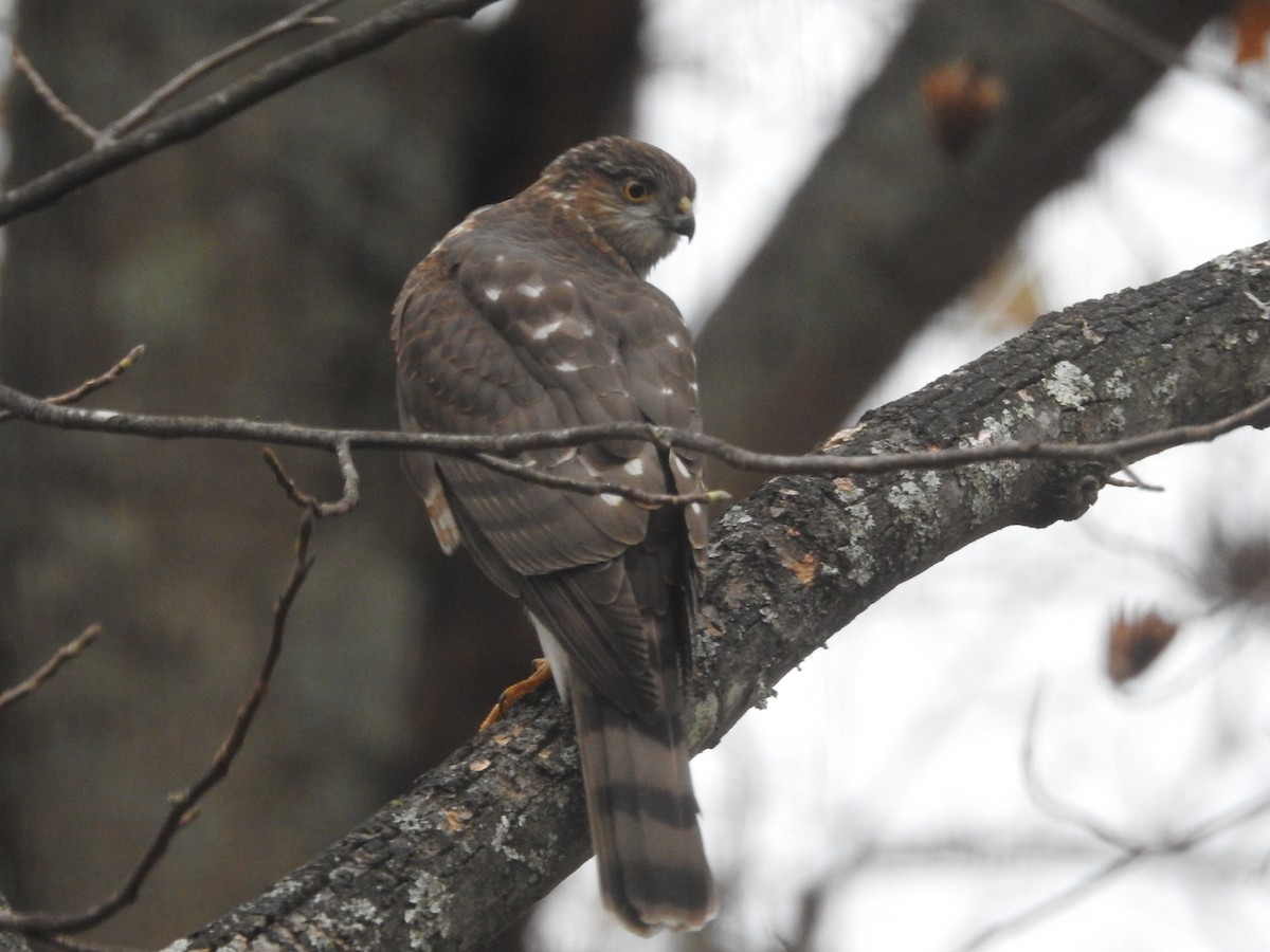 Sharp-shinned Hawk - ML626220478