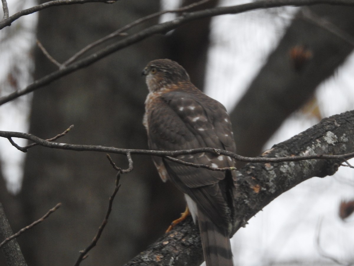 Sharp-shinned Hawk - ML626220479