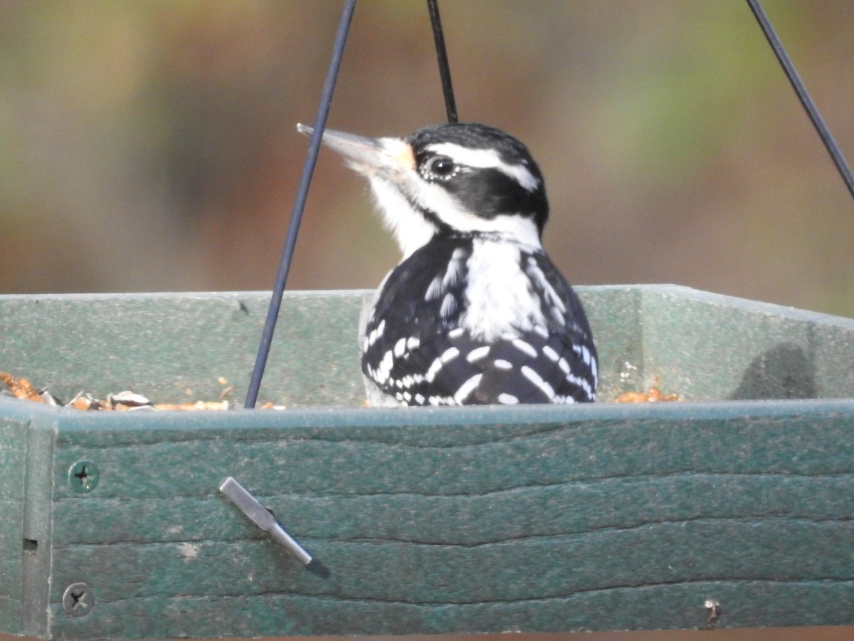 Hairy Woodpecker - ML626220482