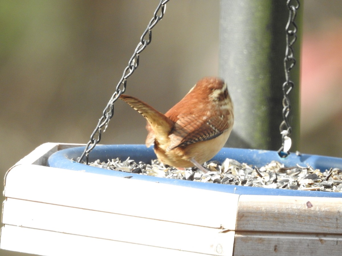 Carolina Wren - ML626220489