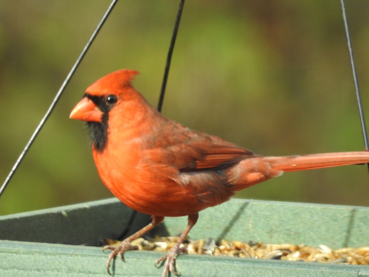 Northern Cardinal - ML626220495