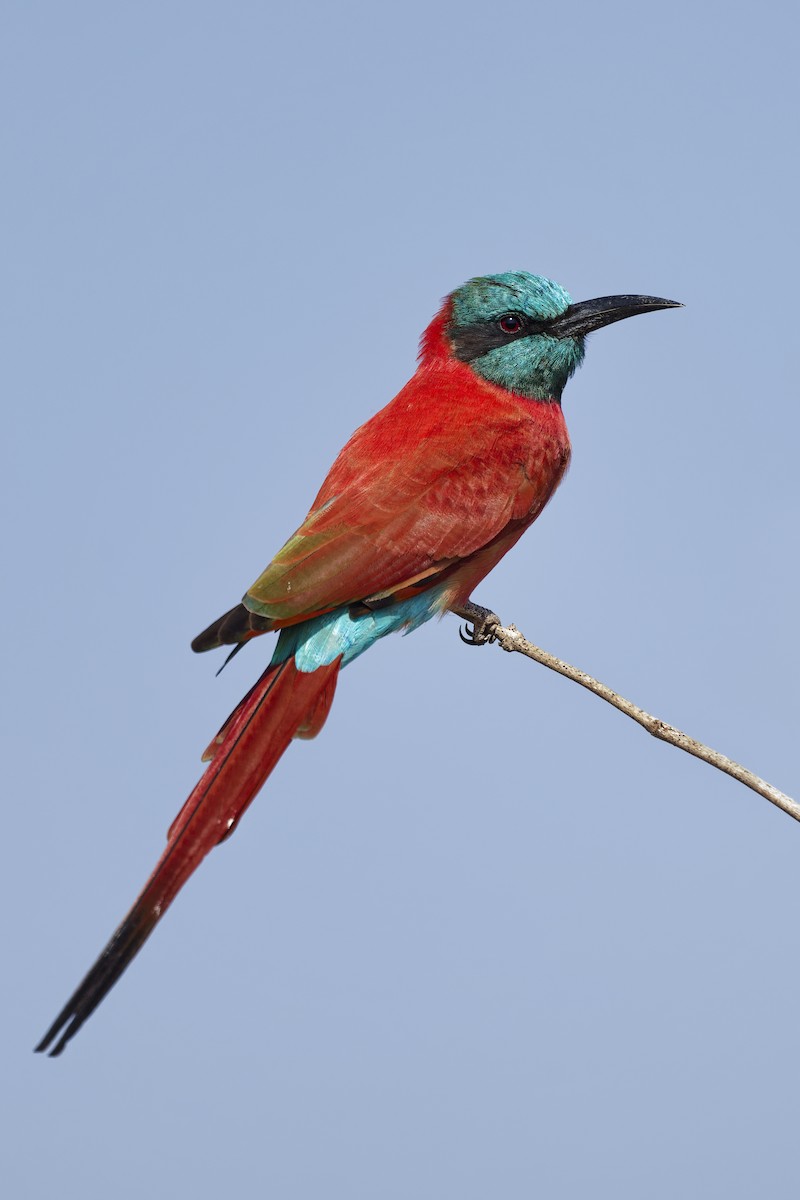 Northern Carmine Bee-eater - ML626220509