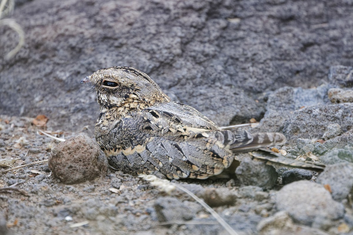 Slender-tailed Nightjar - ML626220535