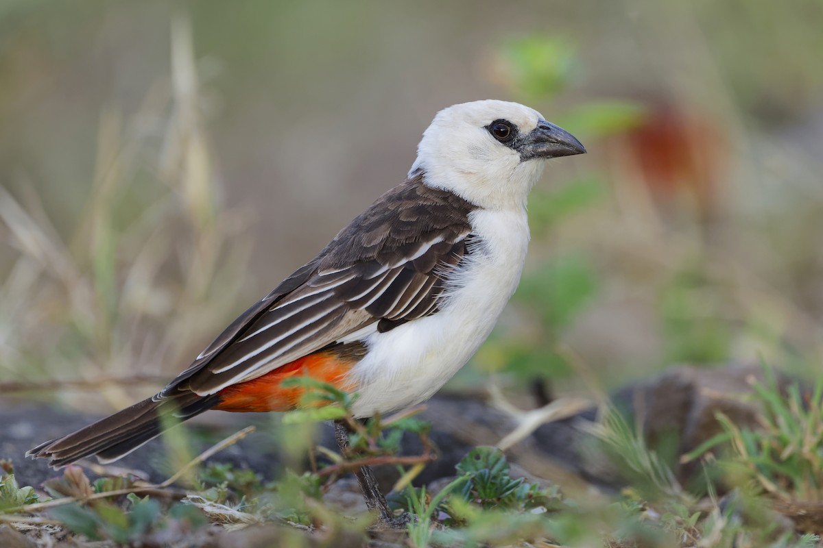 White-headed Buffalo-Weaver - ML626220558