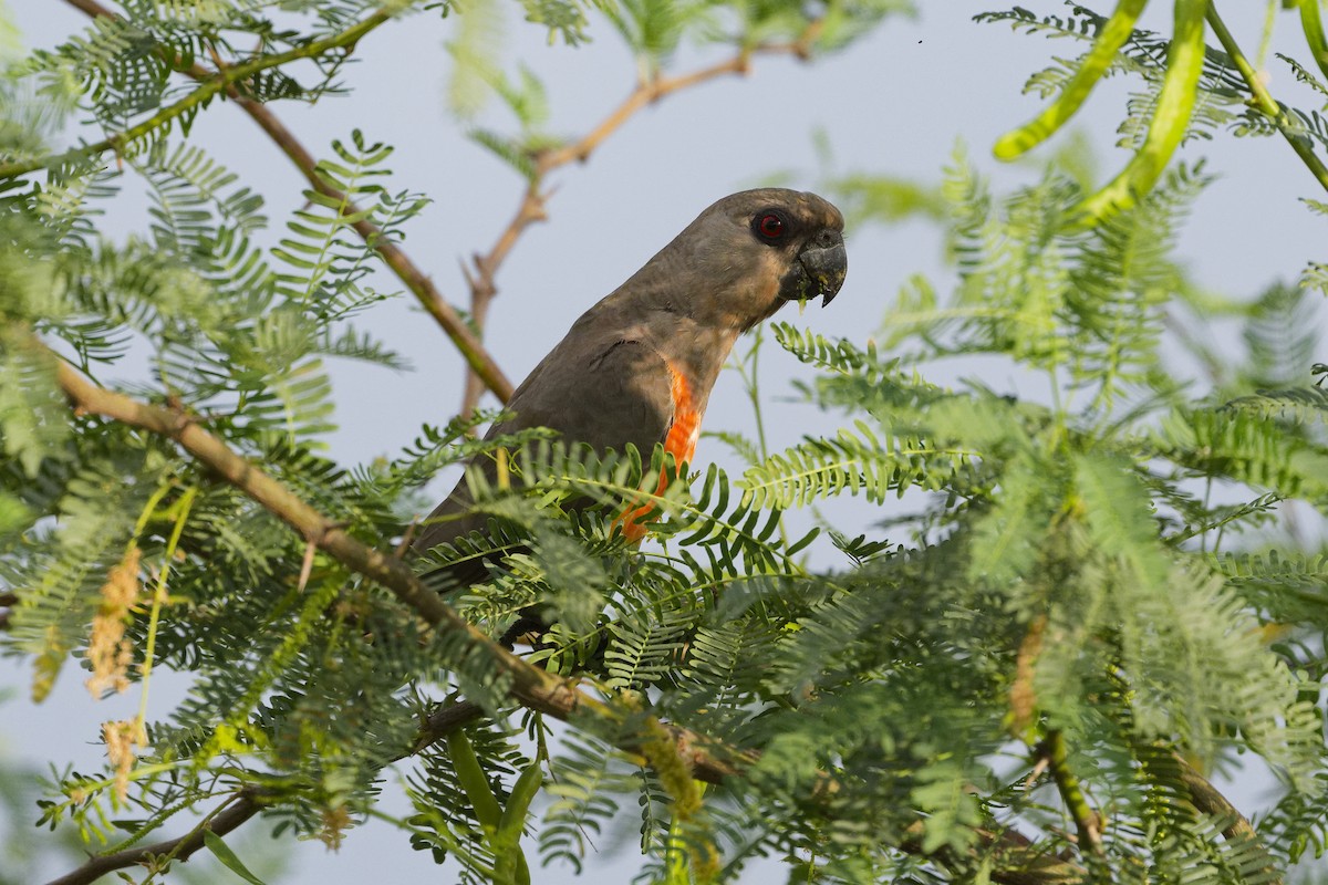 Red-bellied Parrot - ML626220565