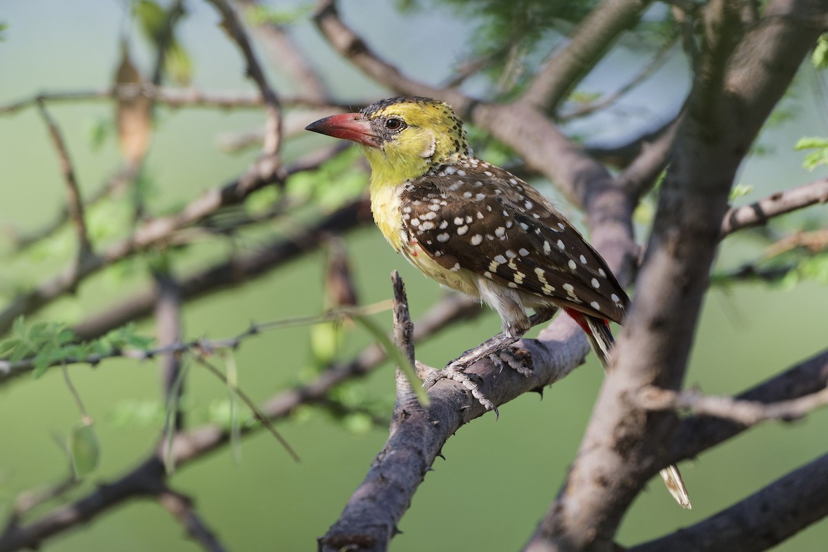 Yellow-breasted Barbet - ML626220587