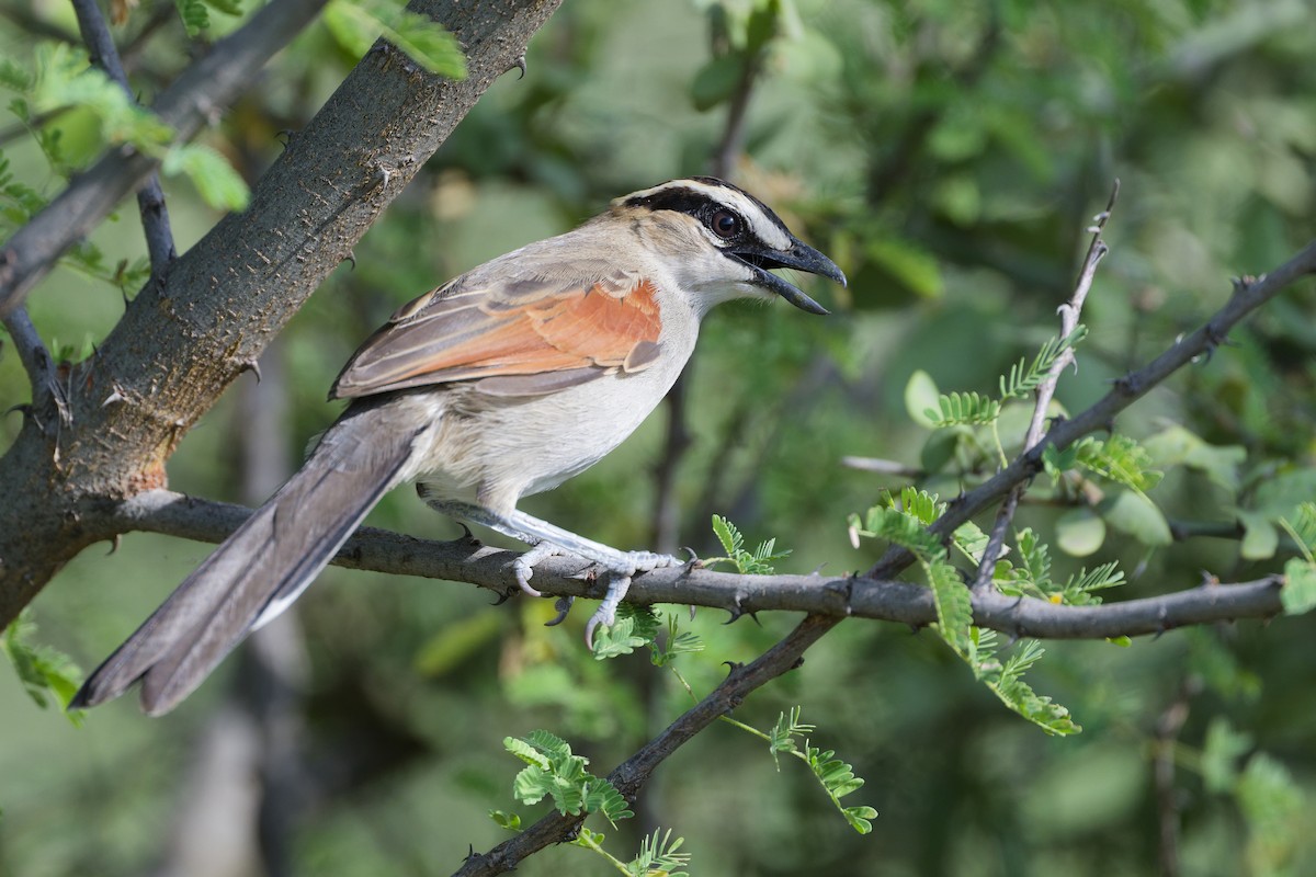 Black-crowned Tchagra - ML626220597