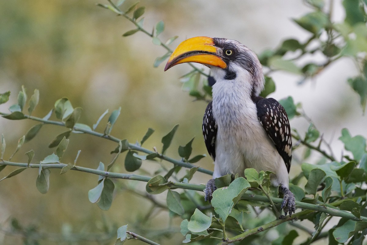 Eastern Yellow-billed Hornbill - ML626220659