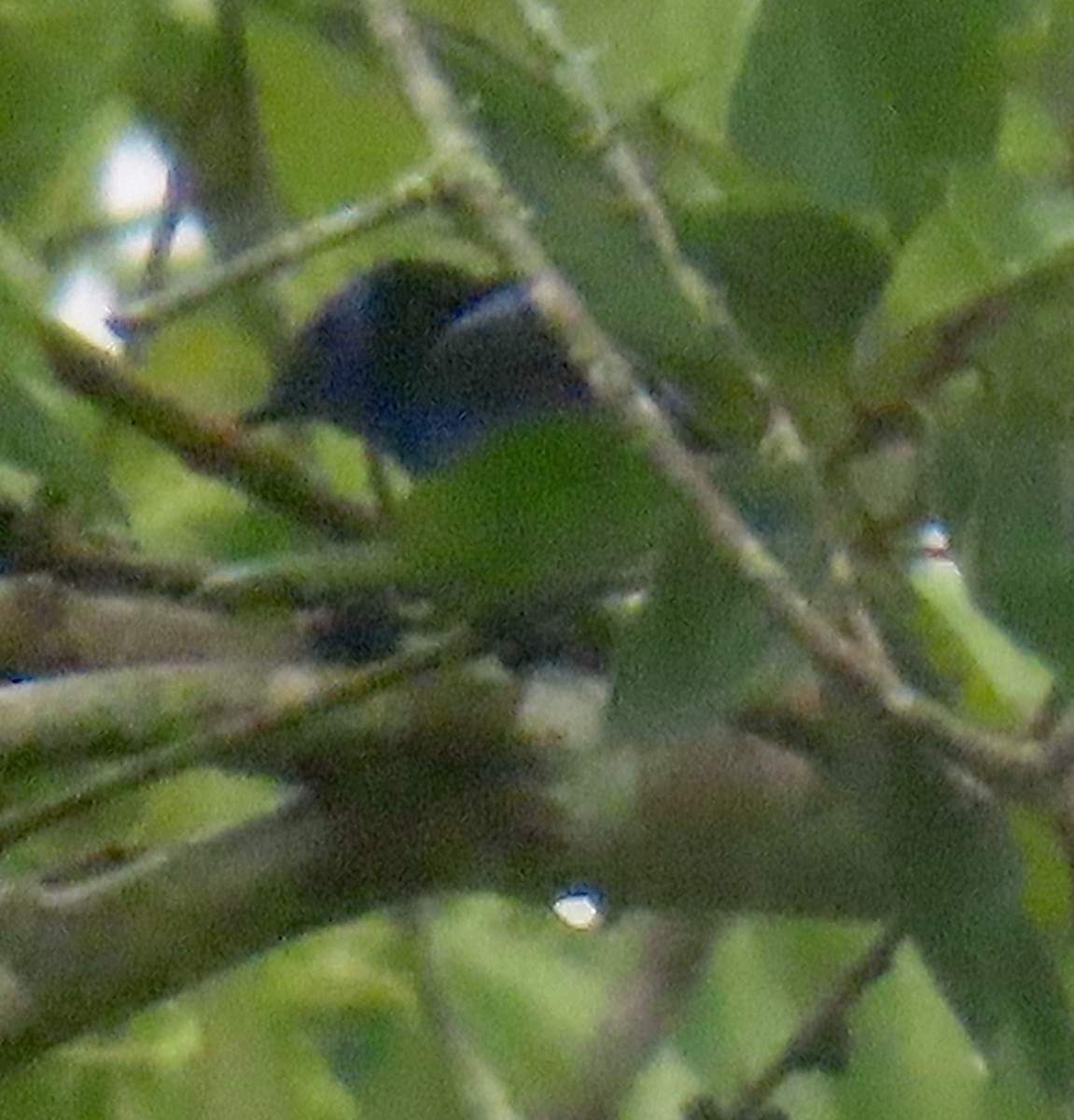 Red-legged Honeycreeper - ML626220680