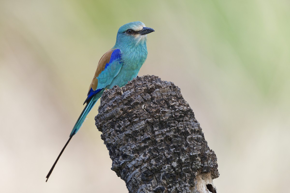 Abyssinian Roller - ML626220689