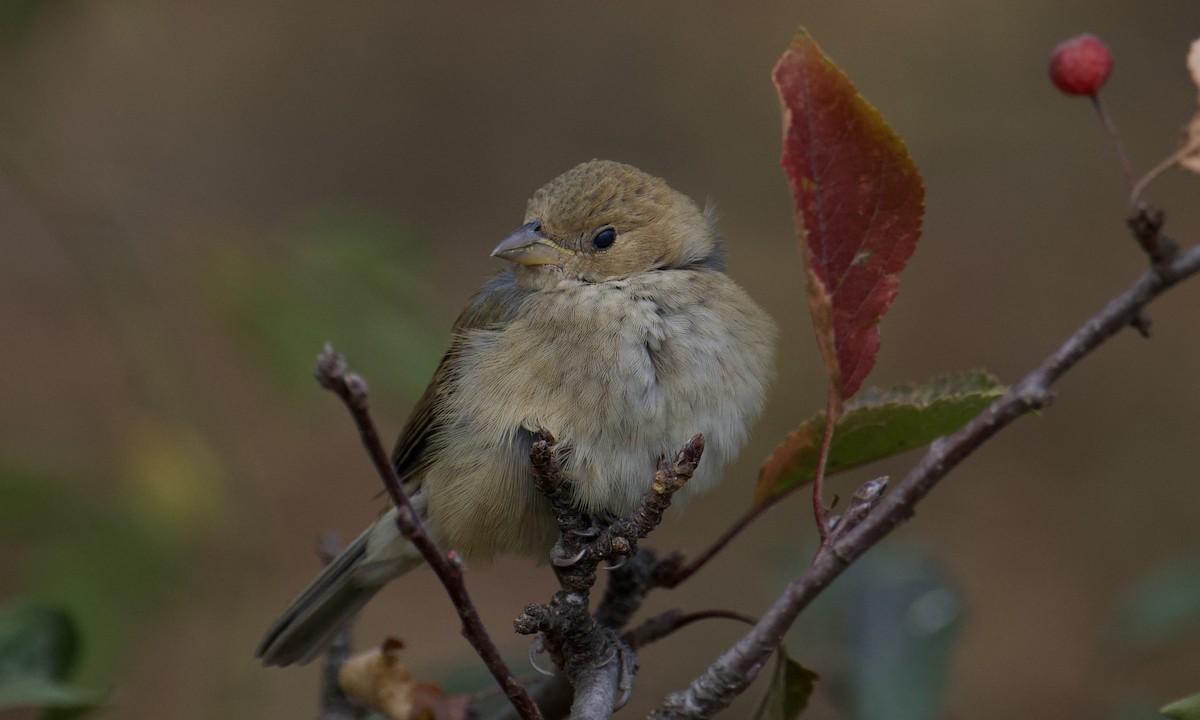 Indigo Bunting - ML626220697