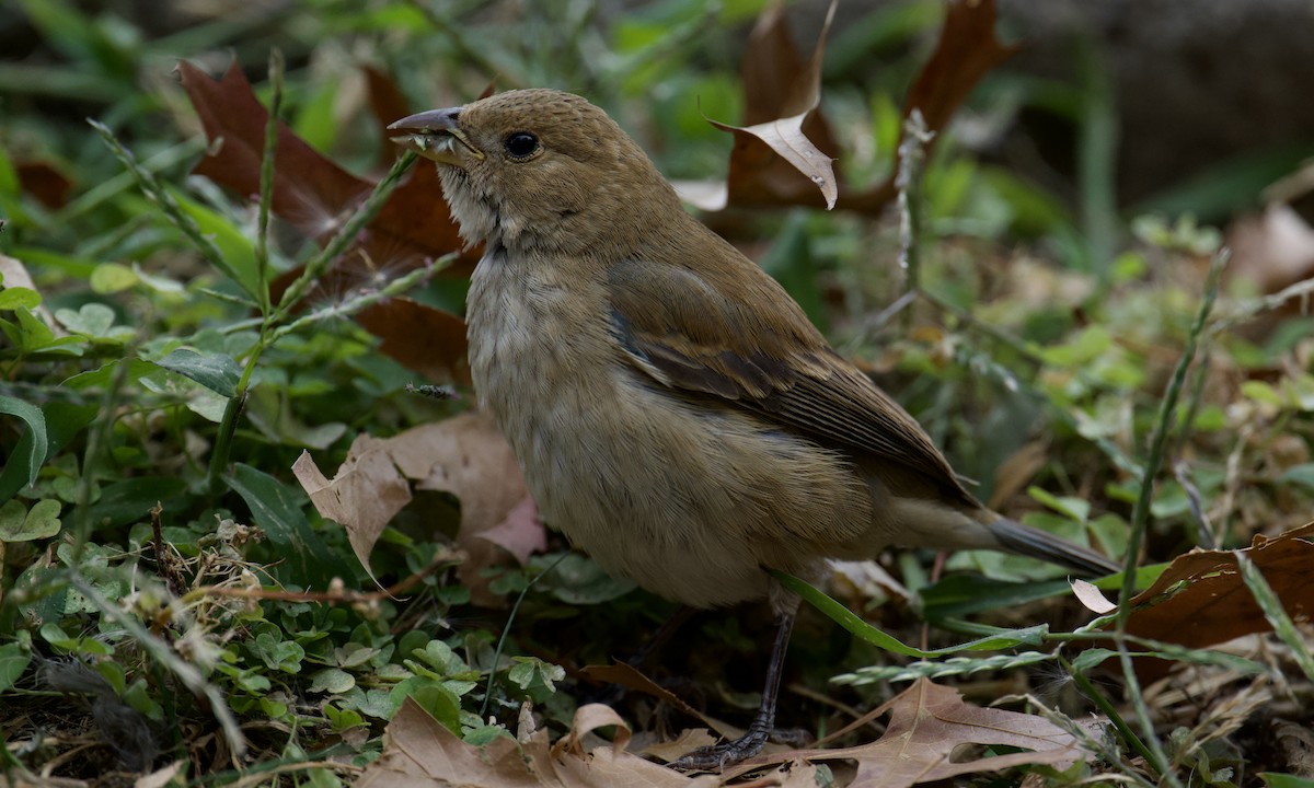 Indigo Bunting - ML626220700