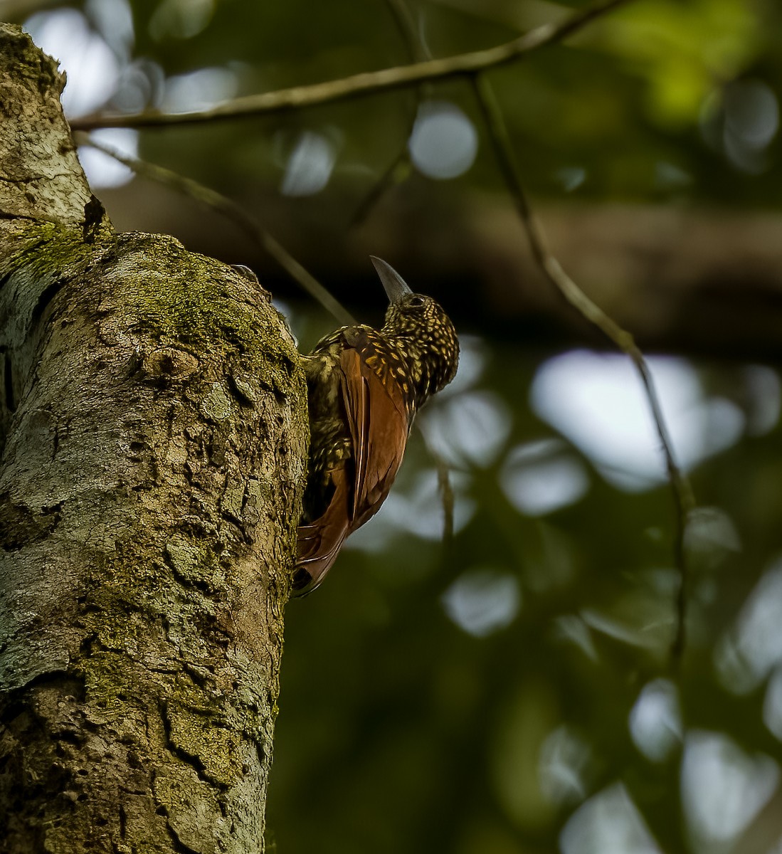 Black-striped Woodcreeper - ML626220756