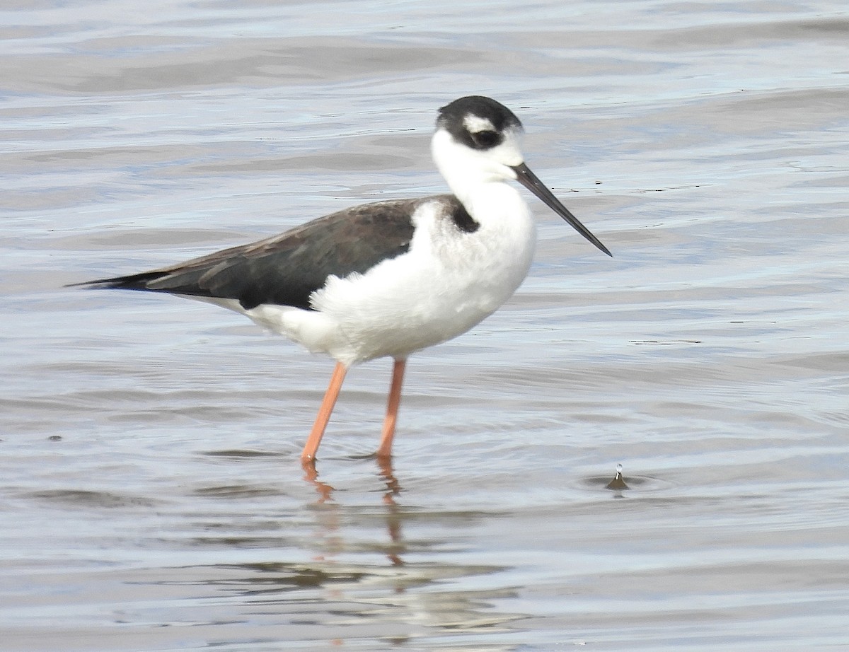 Black-necked Stilt - ML626220768