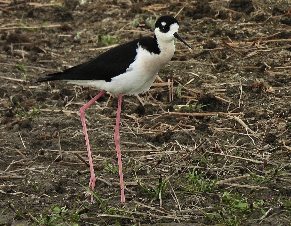 Black-necked Stilt - ML626220769