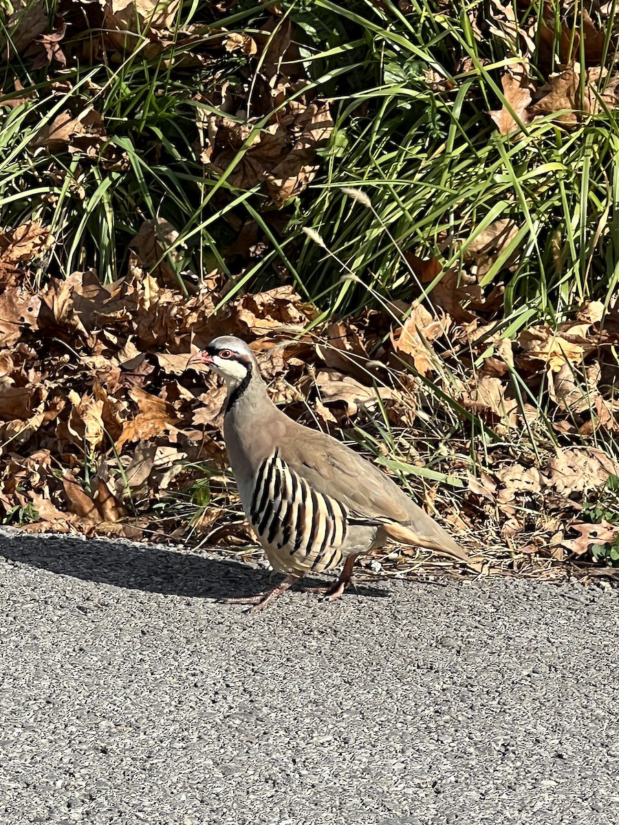 eBird Checklist - 13 Nov 2024 - 793 Brandonville Pike - 1 species