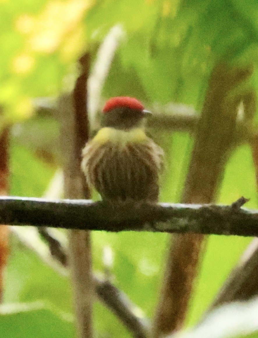 Painted Manakin - ML626220822