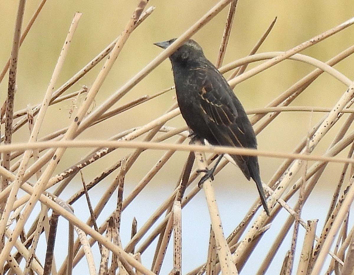 Red-winged Blackbird - ML626220850