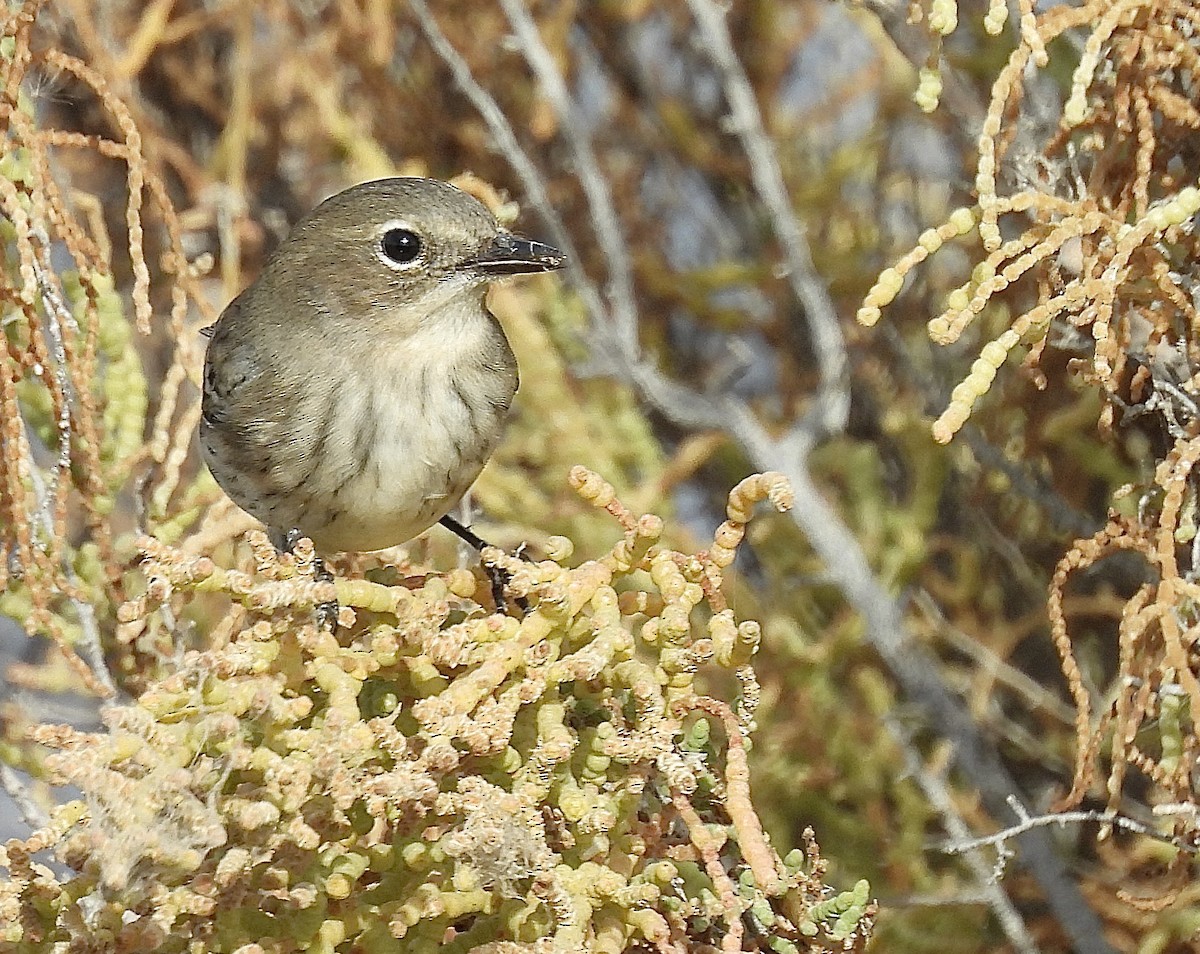 Yellow-rumped Warbler - ML626220862