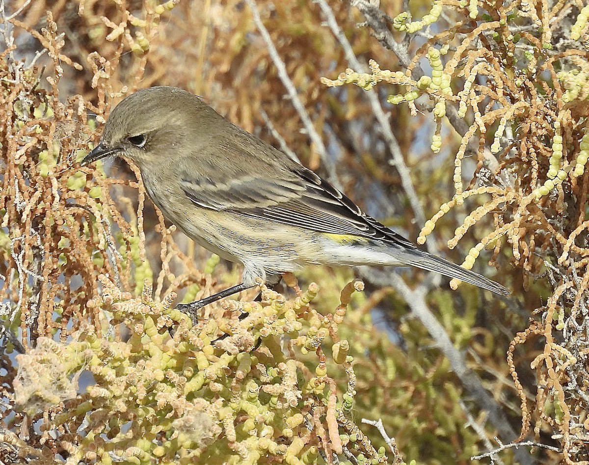 Yellow-rumped Warbler - ML626220863