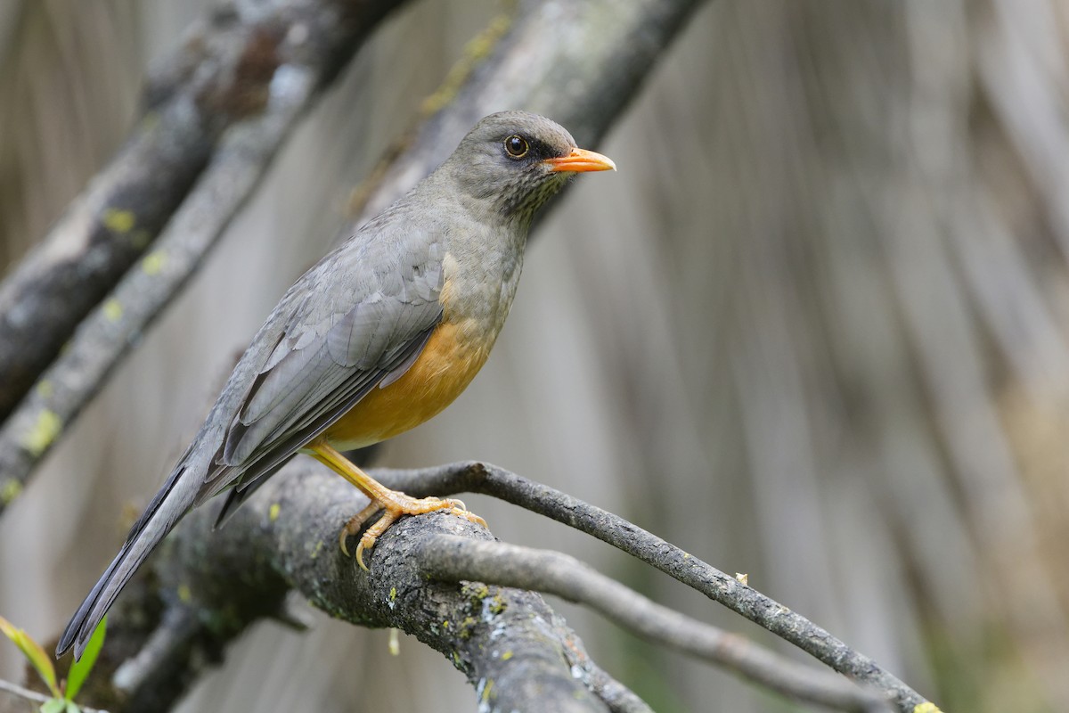 Abyssinian Thrush (Abyssinian) - ML626220961