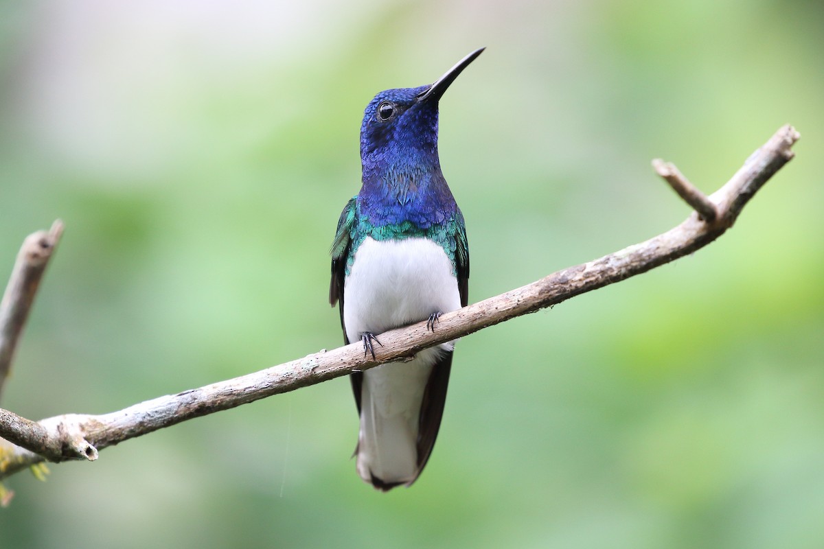 White-necked Jacobin - ML626220998