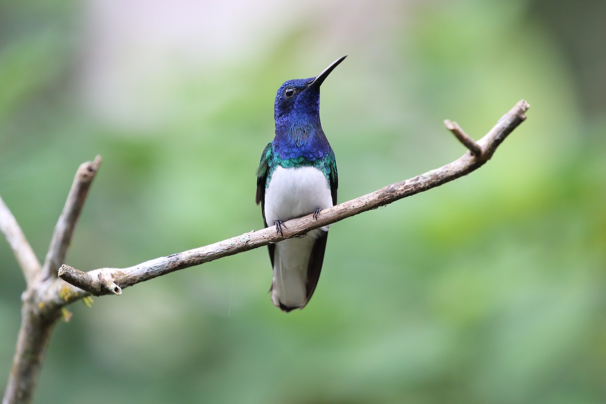 White-necked Jacobin - ML626221000