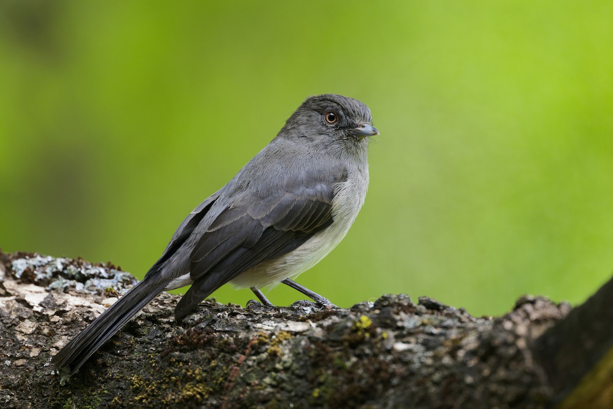 Abyssinian Slaty-Flycatcher - ML626221010