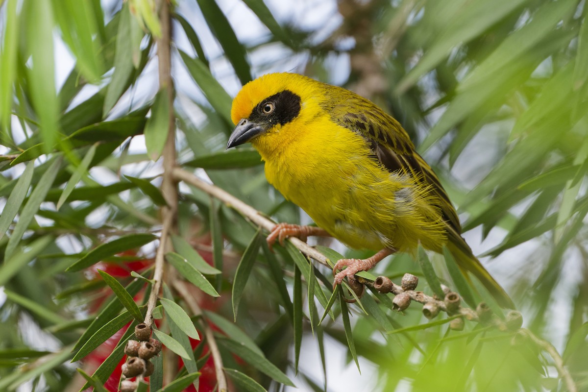 Baglafecht Weaver (Baglafecht) - ML626221016