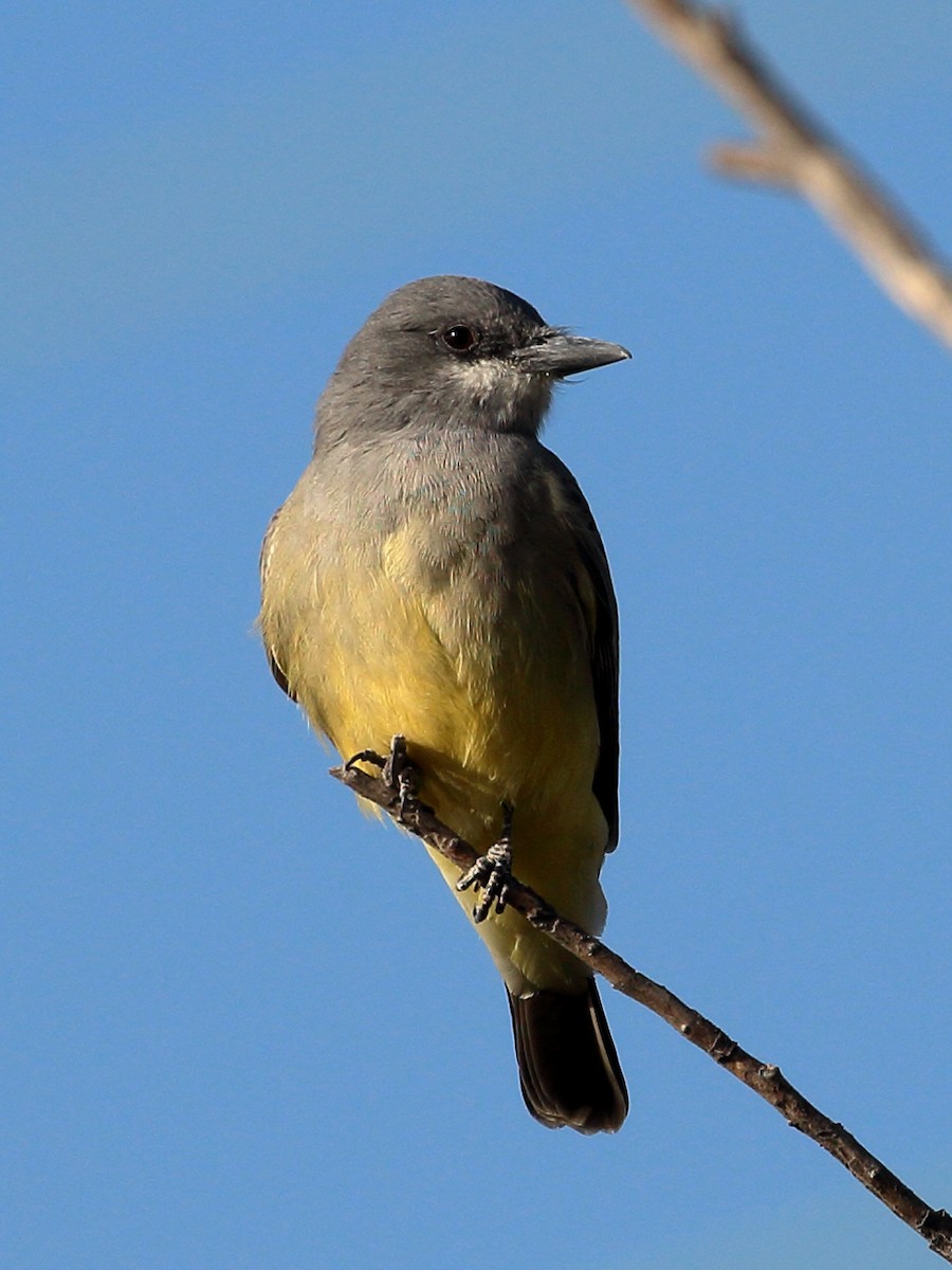 Cassin's Kingbird - ML626221140