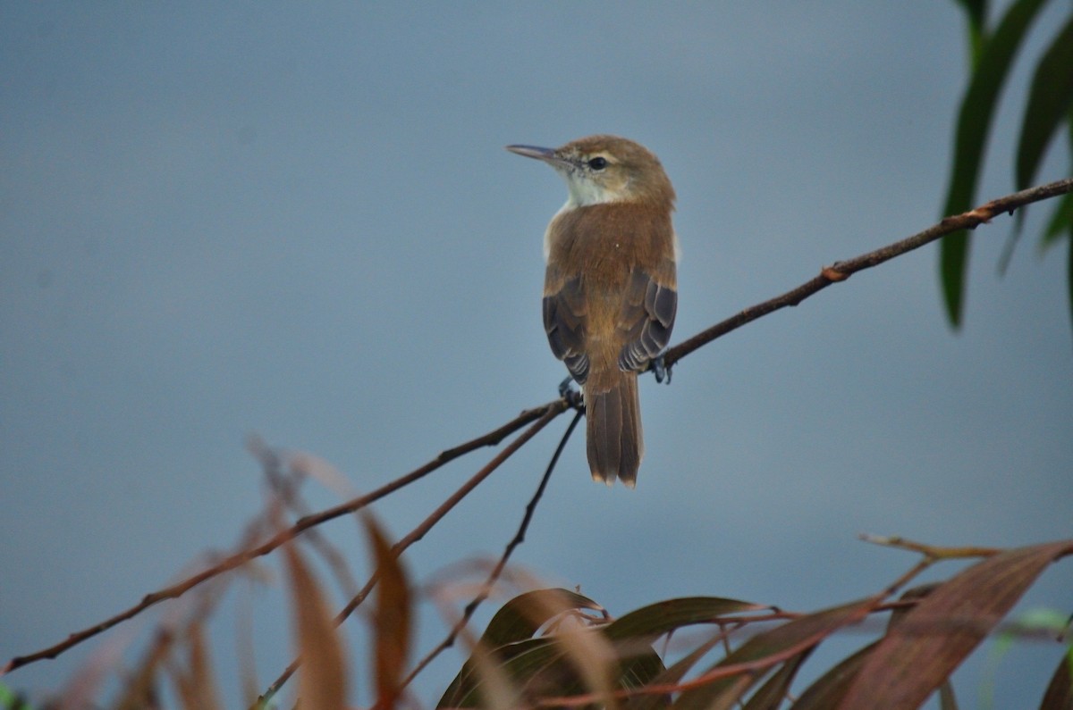 Caroline Reed Warbler - ML626221176