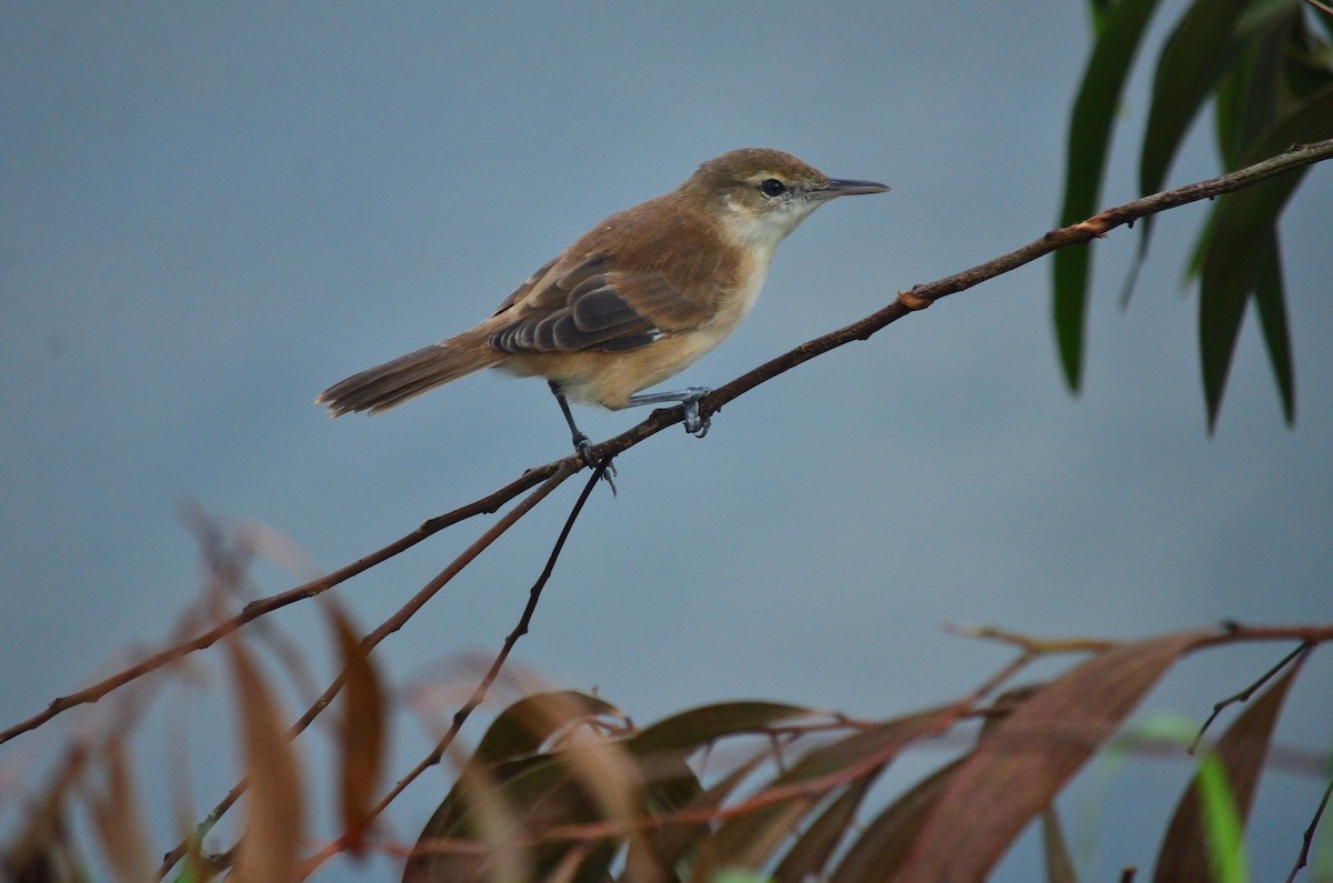 Caroline Reed Warbler - ML626221177